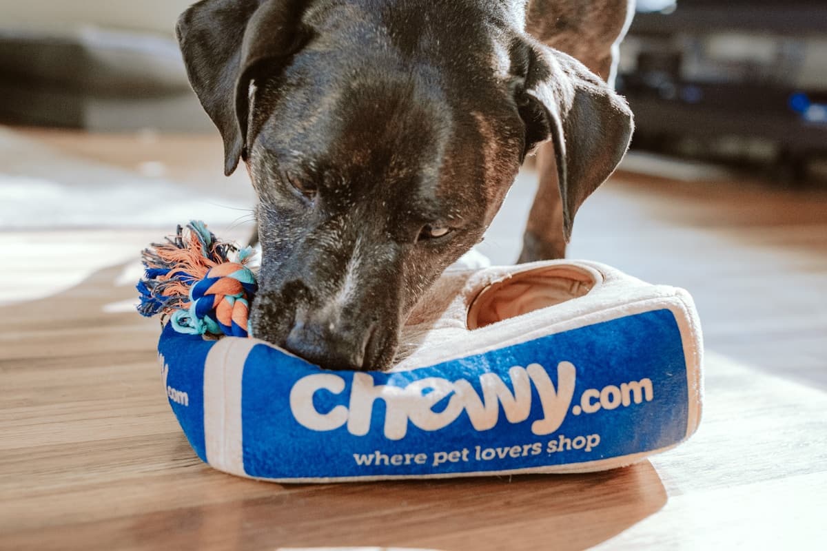 Evcil hayvan otelleri